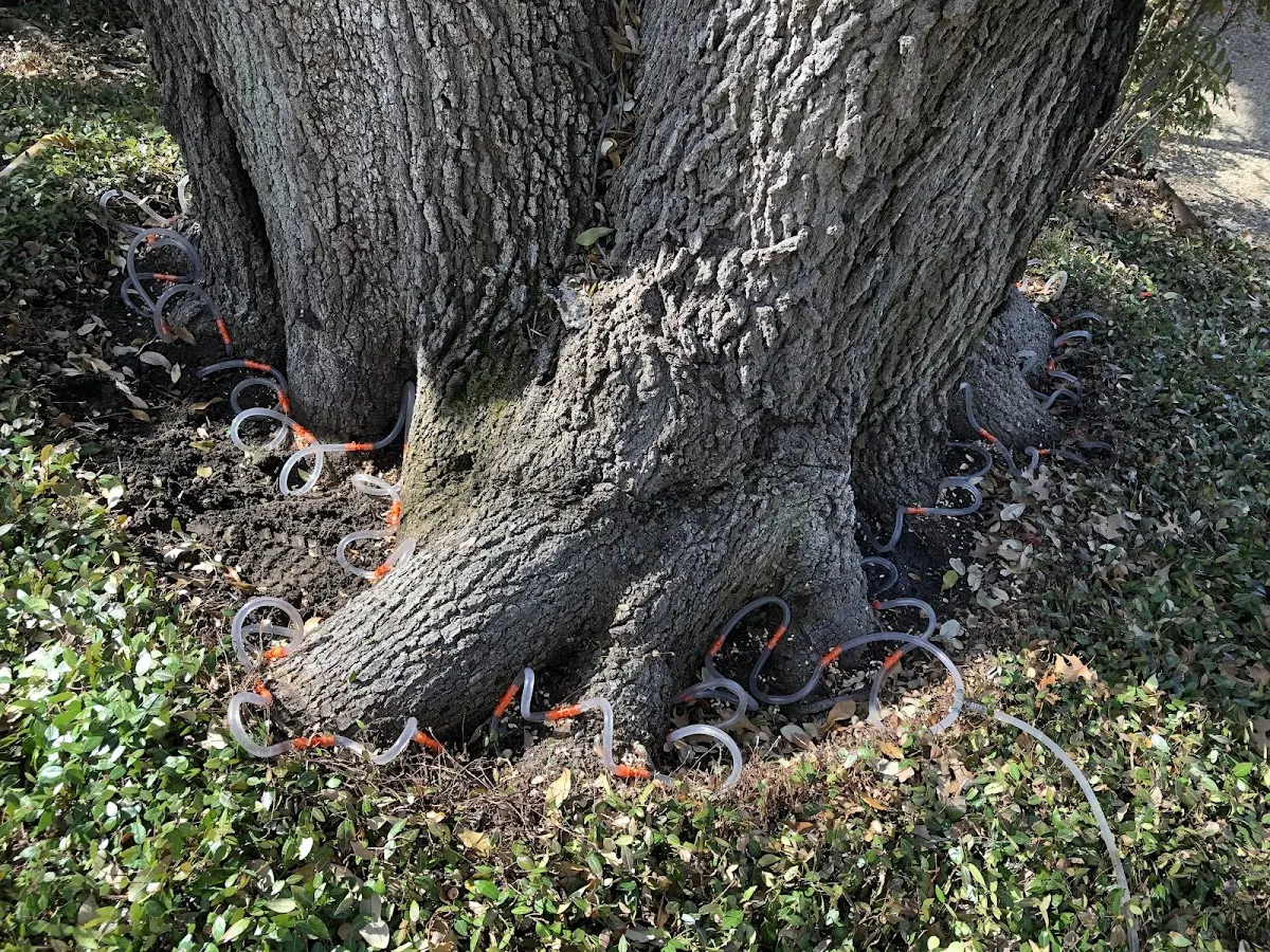 Detailed Tree Cabling and Bracing job site in Cutten